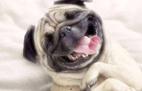 巴哥爆料最新人物視頻,揭秘神秘人物幕后故事