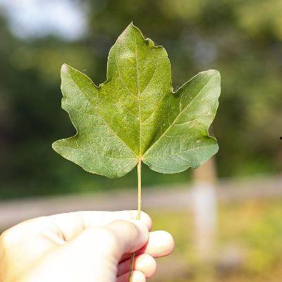 樹葉最新爆料,揭秘娛樂圈驚天秘密