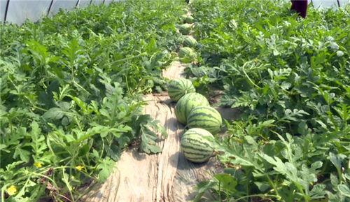 最新河北吃瓜視頻爆料,揭秘幕后真相，網友熱議不斷